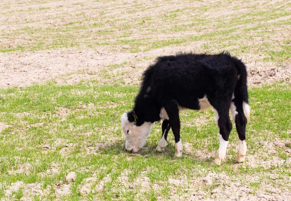 Doğa — Stok fotoğraf