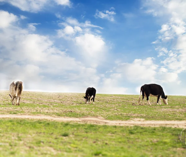 Natur — Stockfoto