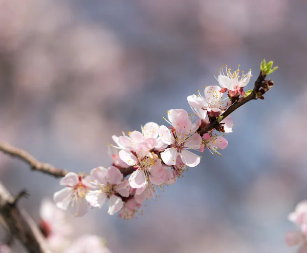 Naturaleza — Foto de Stock