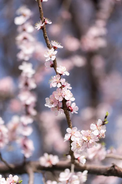 Nature — Stock Photo, Image