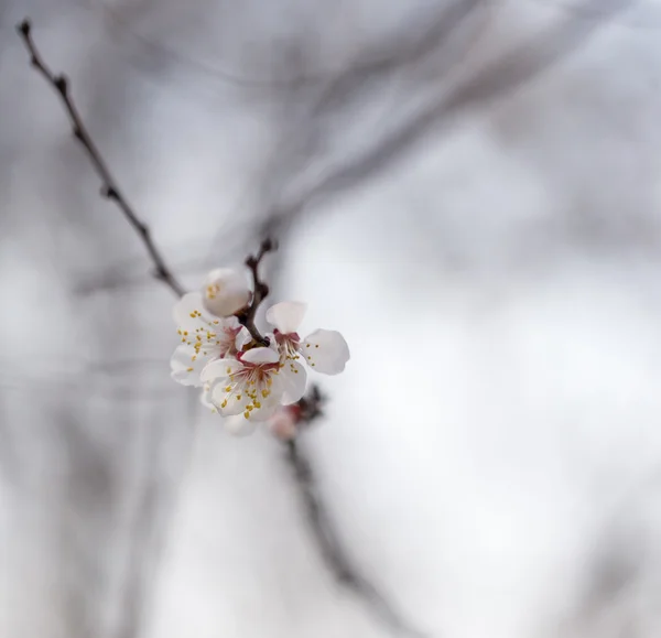 Natuur — Stockfoto