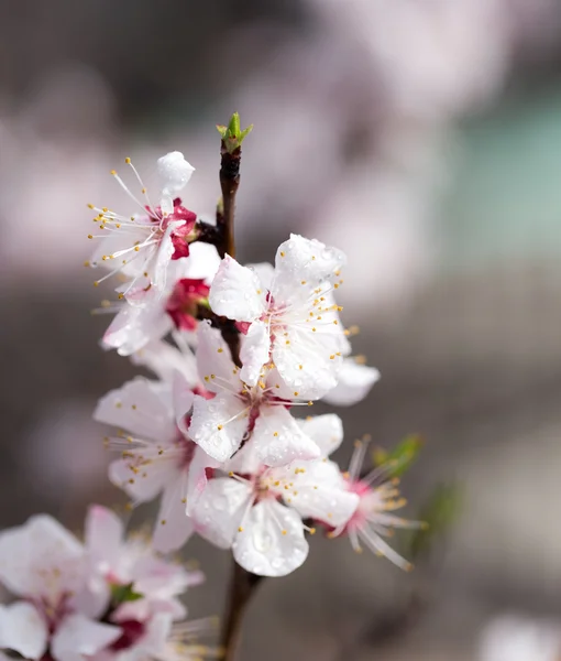 Nature — Stock Photo, Image