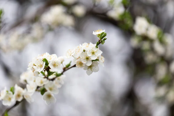 Natuur — Stockfoto