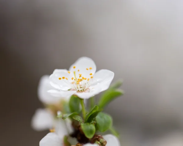 Natur — Stockfoto