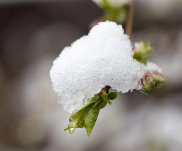 Natur — Stockfoto