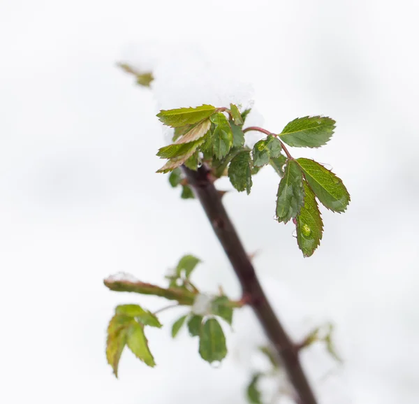 Nature — Stock Photo, Image