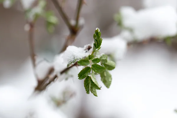 Nature — Stock Photo, Image