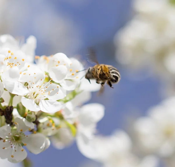 Nature — Stock Photo, Image