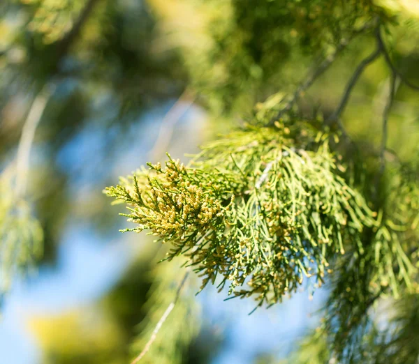 Natur — Stockfoto