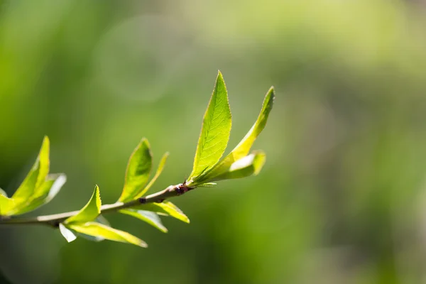 Natur — Stockfoto