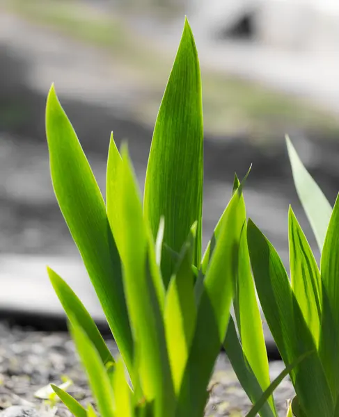 Natur — Stockfoto