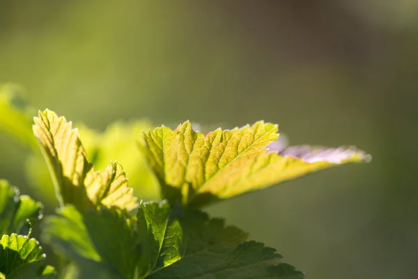 Natur — Stockfoto