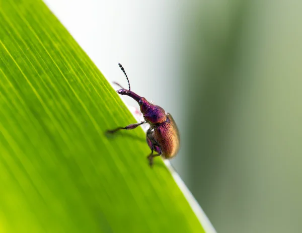 Natura — Foto Stock