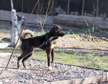 Doğa