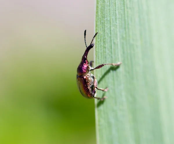 Natur — Stockfoto