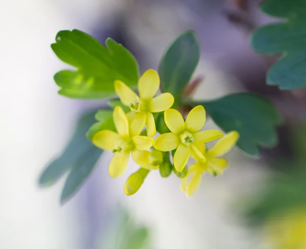 Natuur — Stockfoto