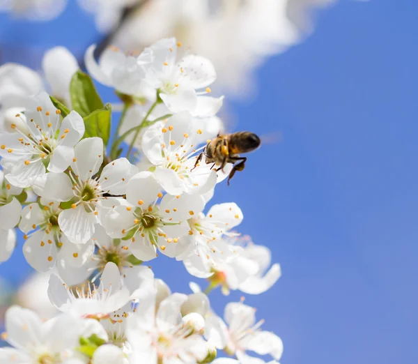 Natur — Stockfoto