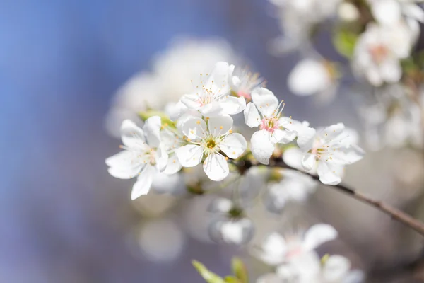 Natuur — Stockfoto