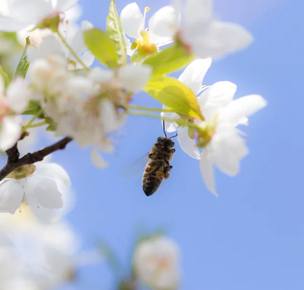 Nature — Stock Photo, Image