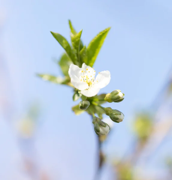 Natur — Stockfoto