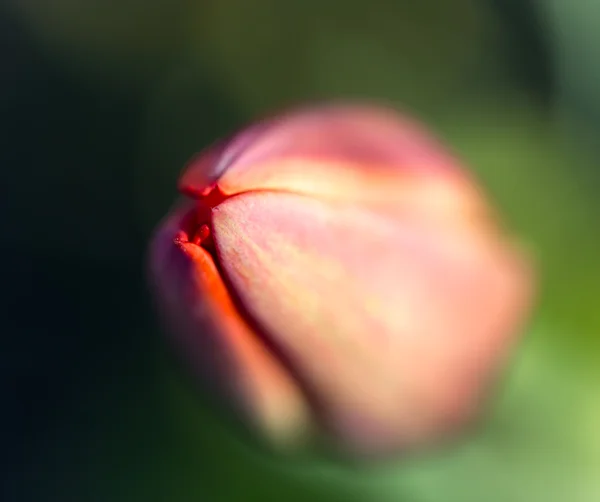 Naturaleza — Foto de Stock