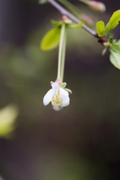 Natur — Stockfoto