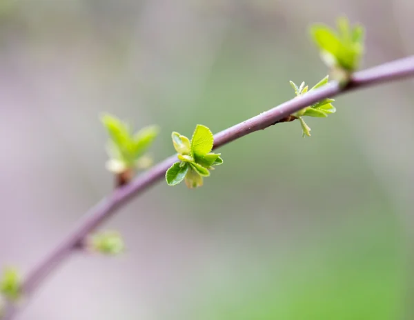 Nature — Stock Photo, Image