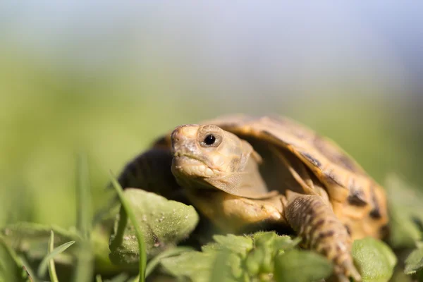 Naturaleza — Foto de Stock