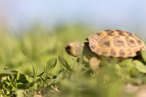 Natuur — Stockfoto