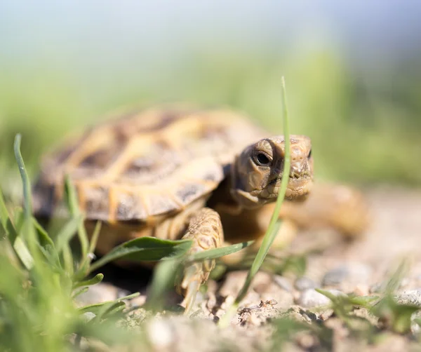 Natuur — Stockfoto