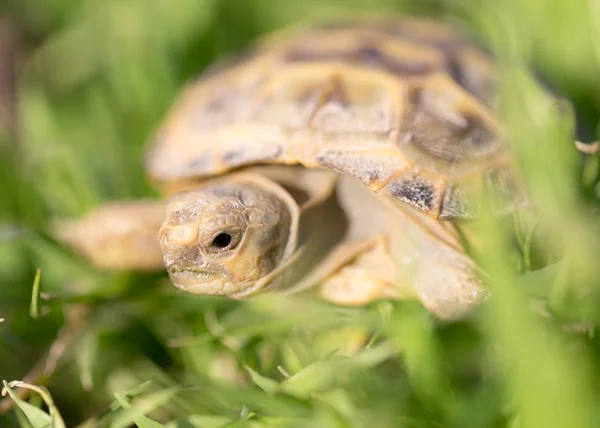 Naturaleza — Foto de Stock