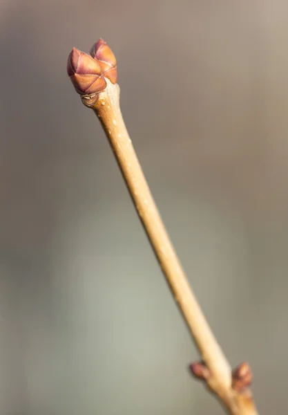 Hintergrund, — Stockfoto