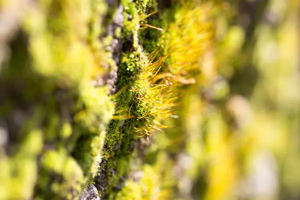 Bakgrund — Stockfoto