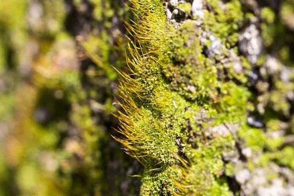 Bakgrund — Stockfoto