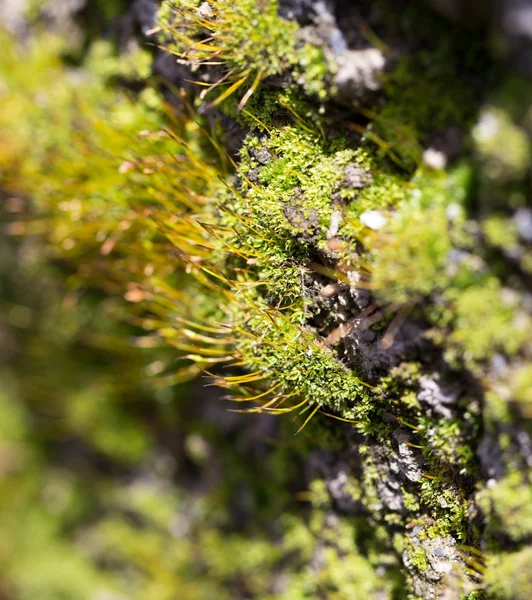 Bakgrund — Stockfoto