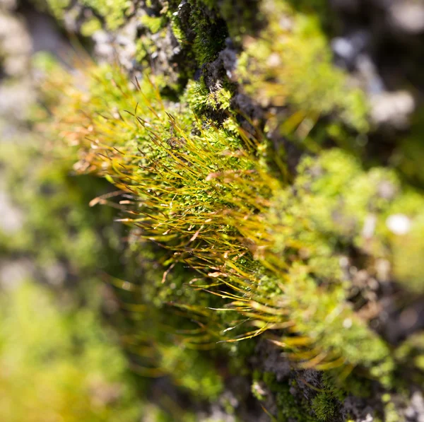 Bakgrund — Stockfoto