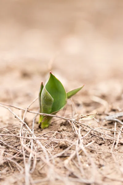 Naturaleza — Foto de Stock