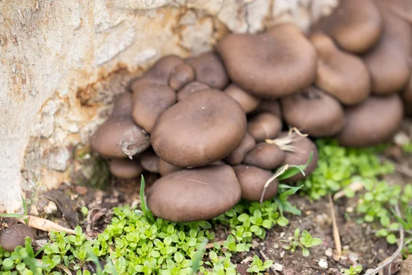 Naturaleza — Foto de Stock