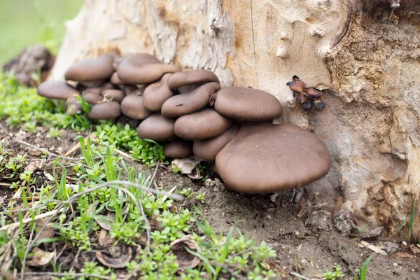 Naturaleza — Foto de Stock