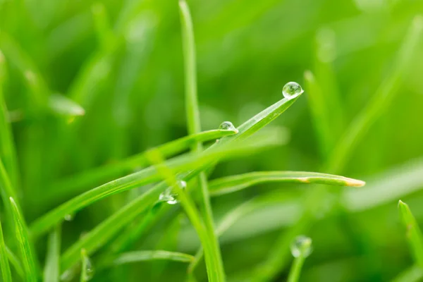 Natuur — Stockfoto