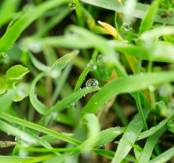 Natura — Foto Stock