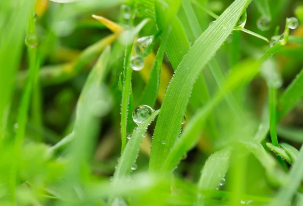 Natur — Stockfoto