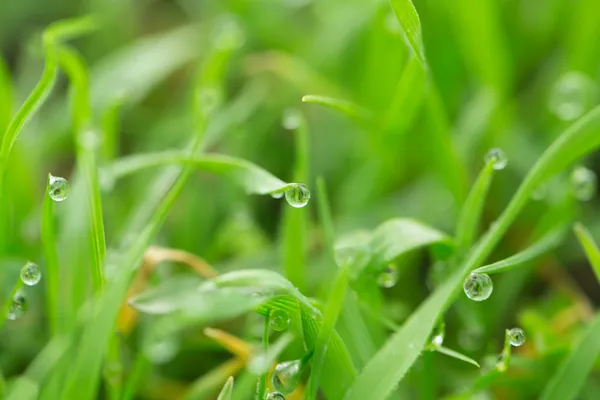 Natuur — Stockfoto