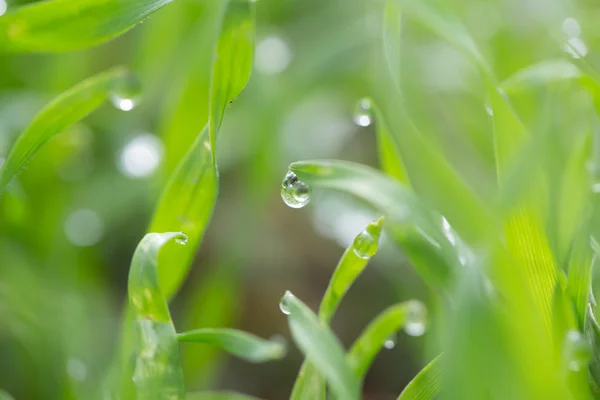 Natur — Stockfoto