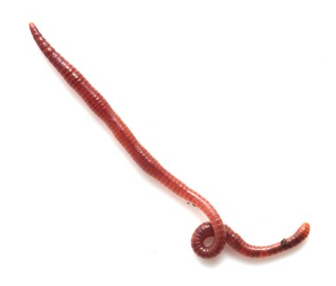 Doğa