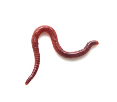 Doğa