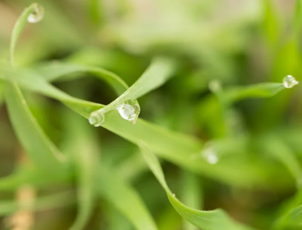 Nature — Stock Photo, Image