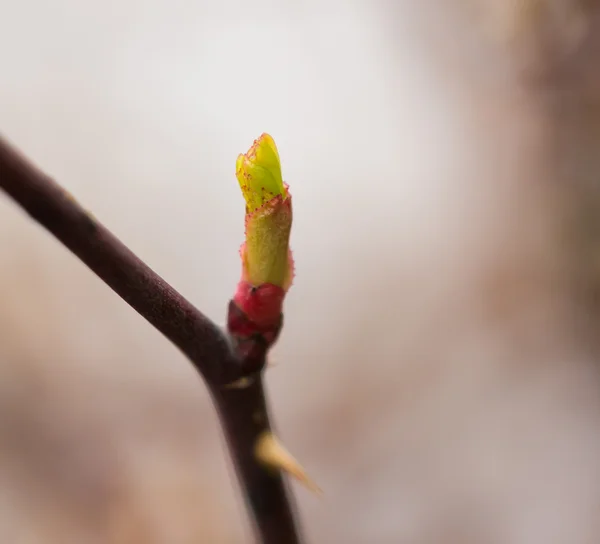 Naturaleza — Foto de Stock