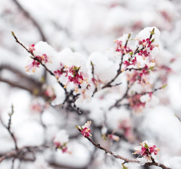 Nature — Stock Photo, Image