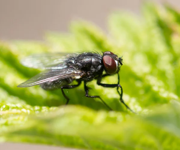 Close up fly in Nature — Stock Photo, Image